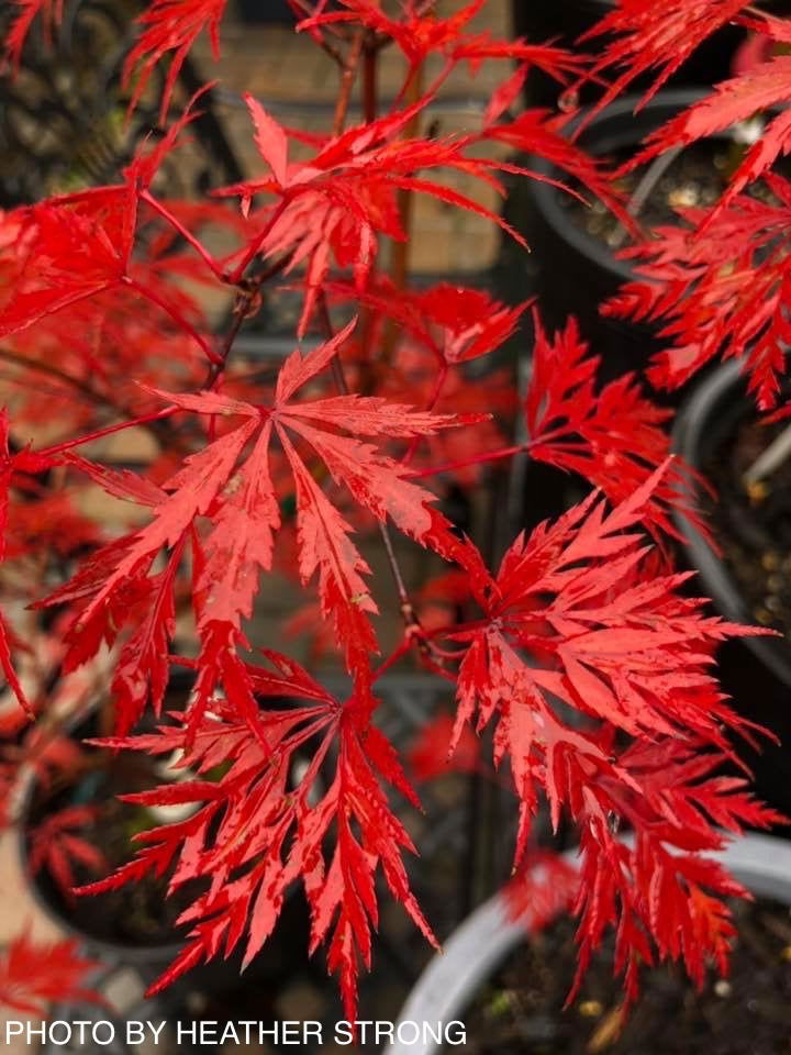 Buy Acer palmatum 'Heartbeat' Weeping Japanese Maple — Mr Maple