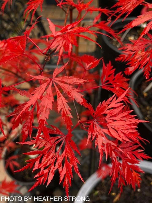 Acer palmatum 'Heartbeat' Weeping Red Japanese Maple - Mr Maple │ Buy Japanese Maple Trees