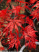 - Acer palmatum 'Heartbeat' Weeping Red Japanese Maple - Mr Maple │ Buy Japanese Maple Trees