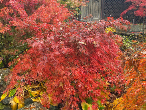 Acer palmatum 'Heartbeat' Weeping Red Japanese Maple - Mr Maple │ Buy Japanese Maple Trees