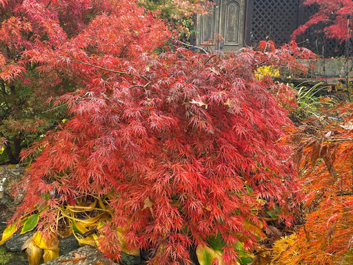 '- Acer palmatum 'Heartbeat' Weeping Red Japanese Maple - Mr Maple │ Buy Japanese Maple Trees