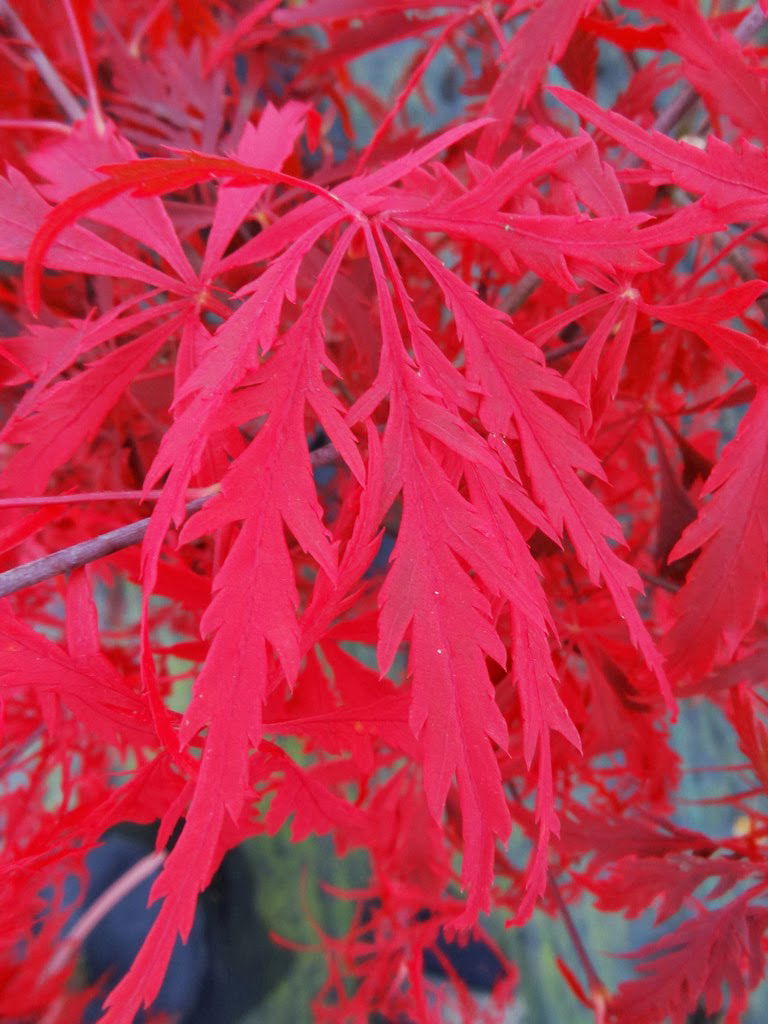 Buy Acer palmatum 'Heartbeat' Weeping Japanese Maple — Mr Maple