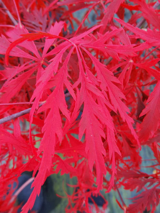 - Acer palmatum 'Heartbeat' Weeping Red Japanese Maple - Mr Maple │ Buy Japanese Maple Trees