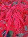 - Acer palmatum 'Heartbeat' Weeping Red Japanese Maple - Mr Maple │ Buy Japanese Maple Trees