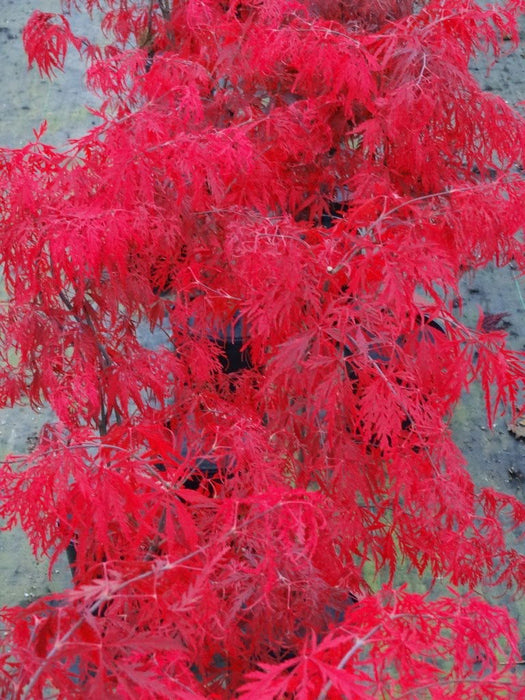 - Acer palmatum 'Heartbeat' Weeping Red Japanese Maple - Mr Maple │ Buy Japanese Maple Trees