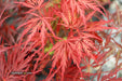 - Acer palmatum 'Heartbeat' Weeping Red Japanese Maple - Mr Maple │ Buy Japanese Maple Trees