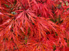 - Acer palmatum 'Heartbeat' Weeping Red Japanese Maple - Mr Maple │ Buy Japanese Maple Trees