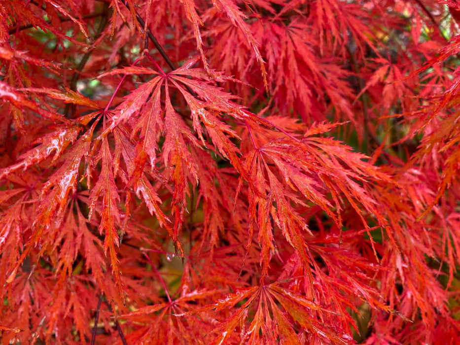 - Acer palmatum 'Heartbeat' Weeping Red Japanese Maple - Mr Maple │ Buy Japanese Maple Trees