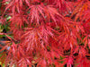 - Acer palmatum 'Heartbeat' Weeping Red Japanese Maple - Mr Maple │ Buy Japanese Maple Trees