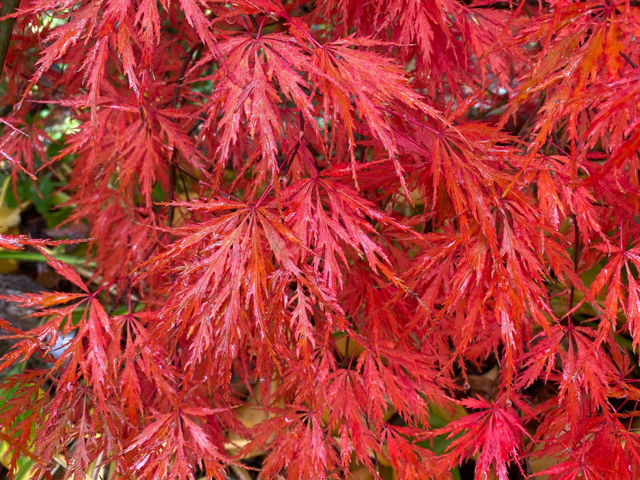 - Acer palmatum 'Heartbeat' Weeping Red Japanese Maple - Mr Maple │ Buy Japanese Maple Trees