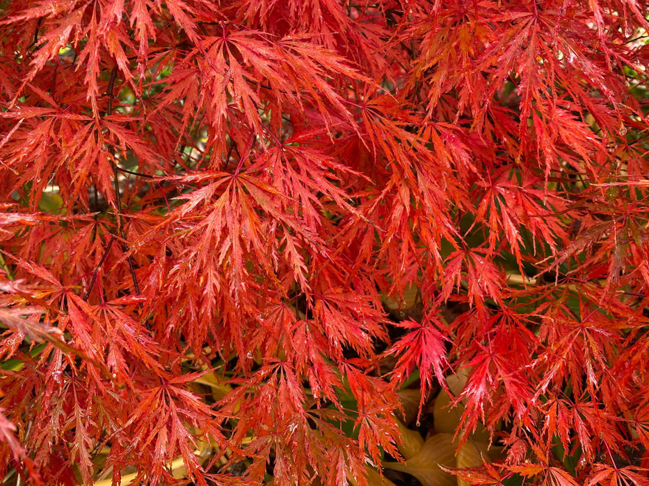 - Acer palmatum 'Heartbeat' Weeping Red Japanese Maple - Mr Maple │ Buy Japanese Maple Trees