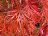 - Acer palmatum 'Heartbeat' Weeping Red Japanese Maple - Mr Maple │ Buy Japanese Maple Trees