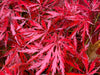 - Acer palmatum 'Heartbeat' Weeping Red Japanese Maple - Mr Maple │ Buy Japanese Maple Trees