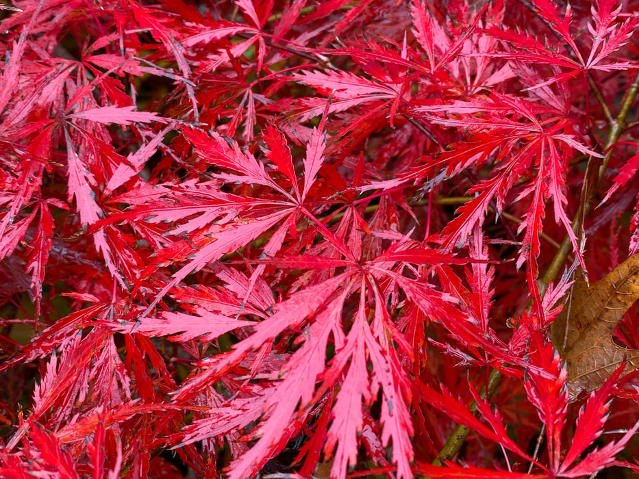 - Acer palmatum 'Heartbeat' Weeping Red Japanese Maple - Mr Maple │ Buy Japanese Maple Trees