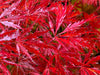 - Acer palmatum 'Heartbeat' Weeping Red Japanese Maple - Mr Maple │ Buy Japanese Maple Trees