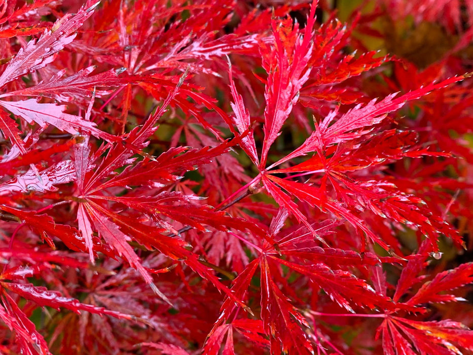 - Acer palmatum 'Heartbeat' Weeping Red Japanese Maple - Mr Maple │ Buy Japanese Maple Trees