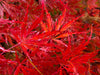 - Acer palmatum 'Heartbeat' Weeping Red Japanese Maple - Mr Maple │ Buy Japanese Maple Trees