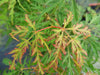 - Acer palmatum 'Heartbeat' Weeping Red Japanese Maple - Mr Maple │ Buy Japanese Maple Trees