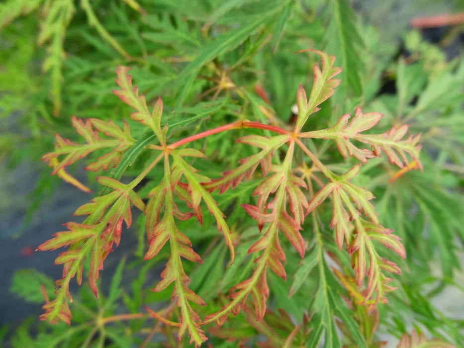 - Acer palmatum 'Heartbeat' Weeping Red Japanese Maple - Mr Maple │ Buy Japanese Maple Trees