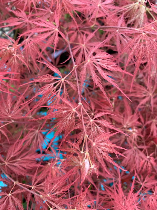 - Acer palmatum 'Heartbeat' Weeping Red Japanese Maple - Mr Maple │ Buy Japanese Maple Trees