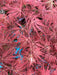 - Acer palmatum 'Heartbeat' Weeping Red Japanese Maple - Mr Maple │ Buy Japanese Maple Trees