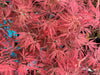 - Acer palmatum 'Heartbeat' Weeping Red Japanese Maple - Mr Maple │ Buy Japanese Maple Trees