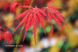 - Acer palmatum 'Heartbeat' Weeping Red Japanese Maple - Mr Maple │ Buy Japanese Maple Trees