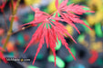 - Acer palmatum 'Heartbeat' Weeping Red Japanese Maple - Mr Maple │ Buy Japanese Maple Trees