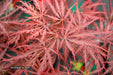 - Acer palmatum 'Heartbeat' Weeping Red Japanese Maple - Mr Maple │ Buy Japanese Maple Trees