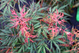 - Acer palmatum 'Heartbeat' Weeping Red Japanese Maple - Mr Maple │ Buy Japanese Maple Trees