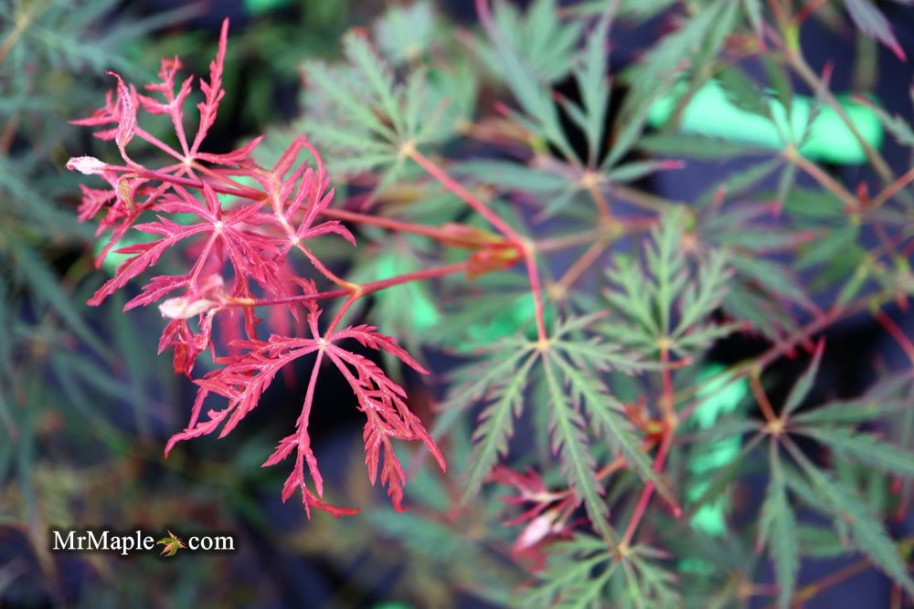 - Acer palmatum 'Heartbeat' Weeping Red Japanese Maple - Mr Maple │ Buy Japanese Maple Trees