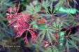 - Acer palmatum 'Heartbeat' Weeping Red Japanese Maple - Mr Maple │ Buy Japanese Maple Trees