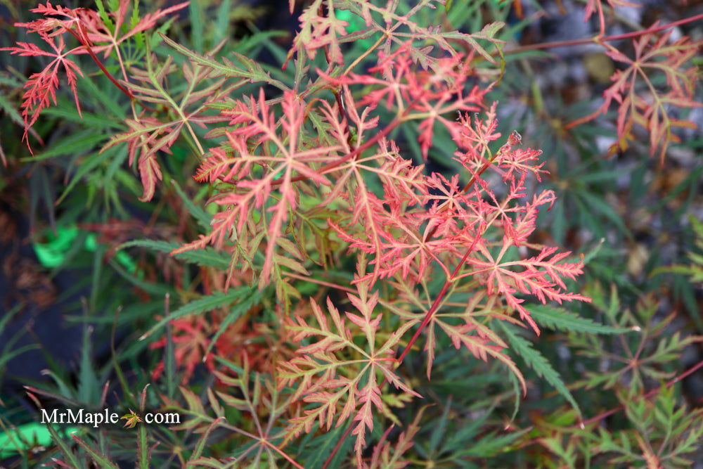 - Acer palmatum 'Heartbeat' Weeping Red Japanese Maple - Mr Maple │ Buy Japanese Maple Trees