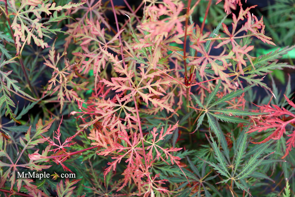 - Acer palmatum 'Heartbeat' Weeping Red Japanese Maple - Mr Maple │ Buy Japanese Maple Trees