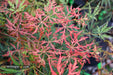 - Acer palmatum 'Heartbeat' Weeping Red Japanese Maple - Mr Maple │ Buy Japanese Maple Trees