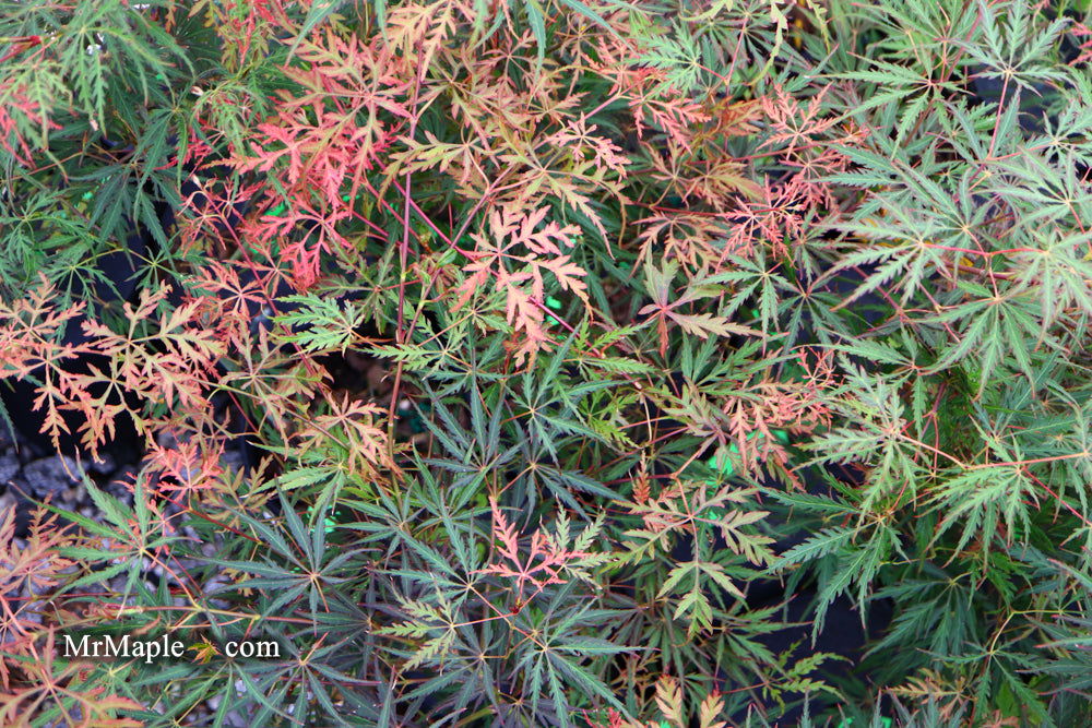 - Acer palmatum 'Heartbeat' Weeping Red Japanese Maple - Mr Maple │ Buy Japanese Maple Trees