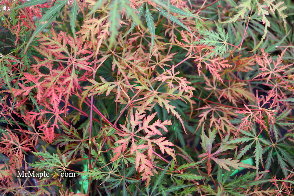 - Acer palmatum 'Heartbeat' Weeping Red Japanese Maple - Mr Maple │ Buy Japanese Maple Trees