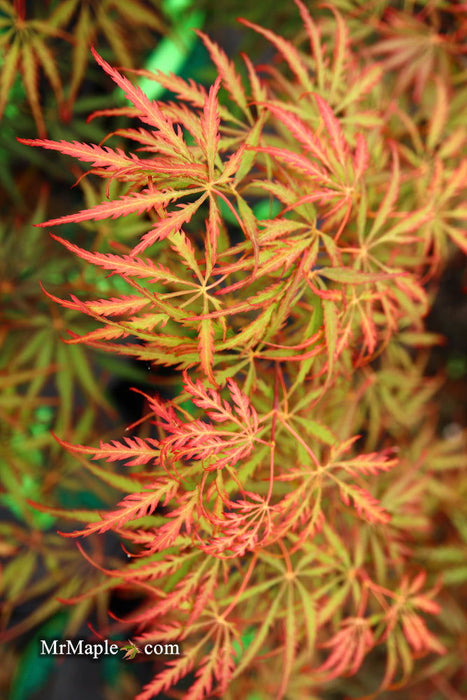 - Acer palmatum 'Heartbeat' Weeping Red Japanese Maple - Mr Maple │ Buy Japanese Maple Trees