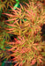 - Acer palmatum 'Heartbeat' Weeping Red Japanese Maple - Mr Maple │ Buy Japanese Maple Trees