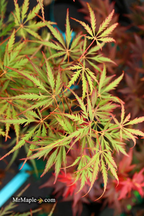 - Acer palmatum 'Heartbeat' Weeping Red Japanese Maple - Mr Maple │ Buy Japanese Maple Trees