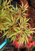 - Acer palmatum 'Heartbeat' Weeping Red Japanese Maple - Mr Maple │ Buy Japanese Maple Trees