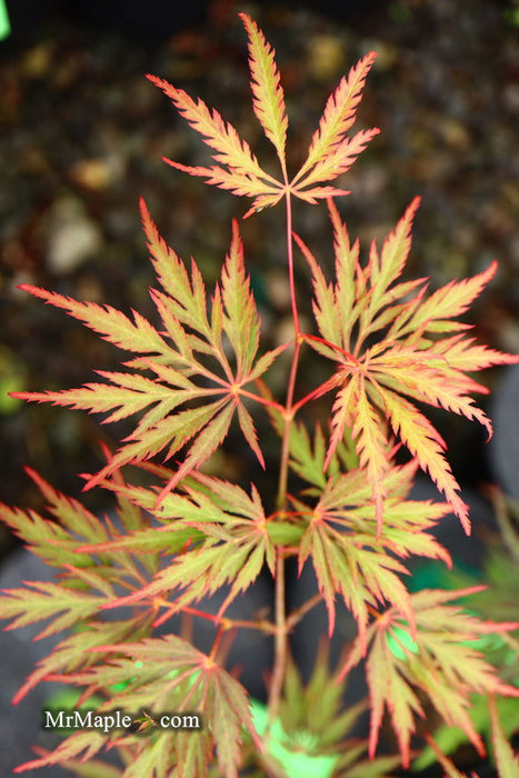 - Acer palmatum 'Heartbeat' Weeping Red Japanese Maple - Mr Maple │ Buy Japanese Maple Trees