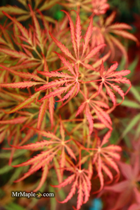 - Acer palmatum 'Heartbeat' Weeping Red Japanese Maple - Mr Maple │ Buy Japanese Maple Trees