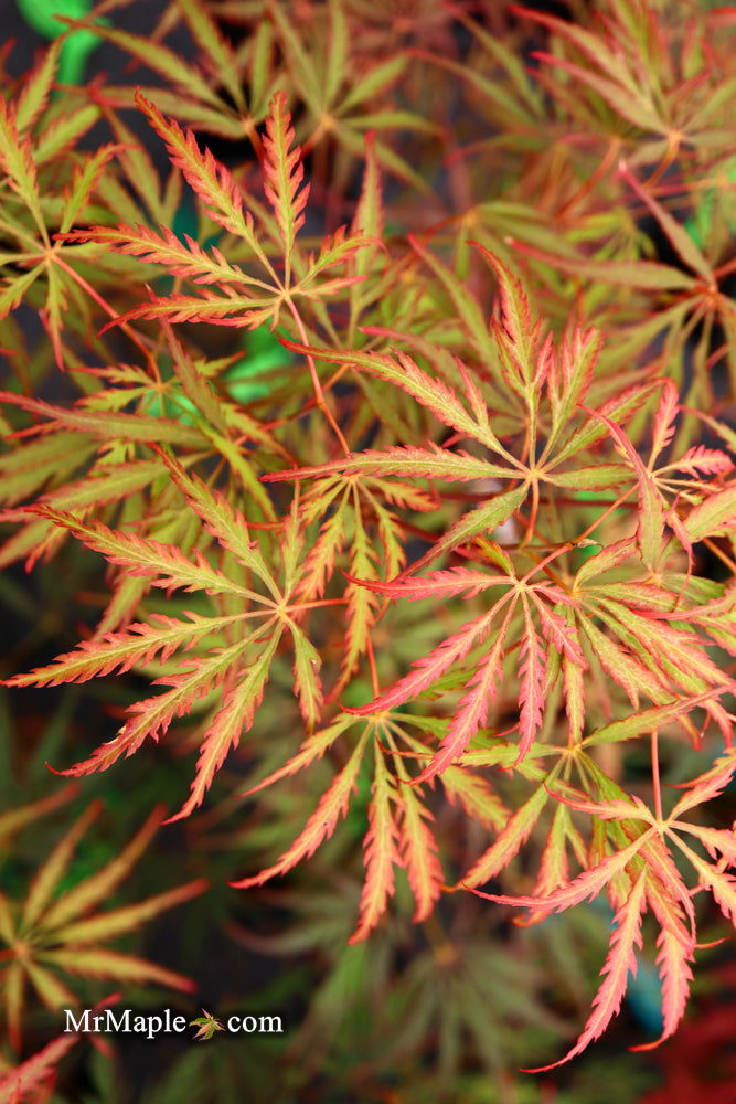 Buy Acer palmatum 'Heartbeat' Weeping Japanese Maple — Mr Maple