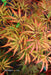 - Acer palmatum 'Heartbeat' Weeping Red Japanese Maple - Mr Maple │ Buy Japanese Maple Trees