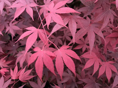 - Acer palmatum 'Hefner's Red' Japanese Maple - Mr Maple │ Buy Japanese Maple Trees