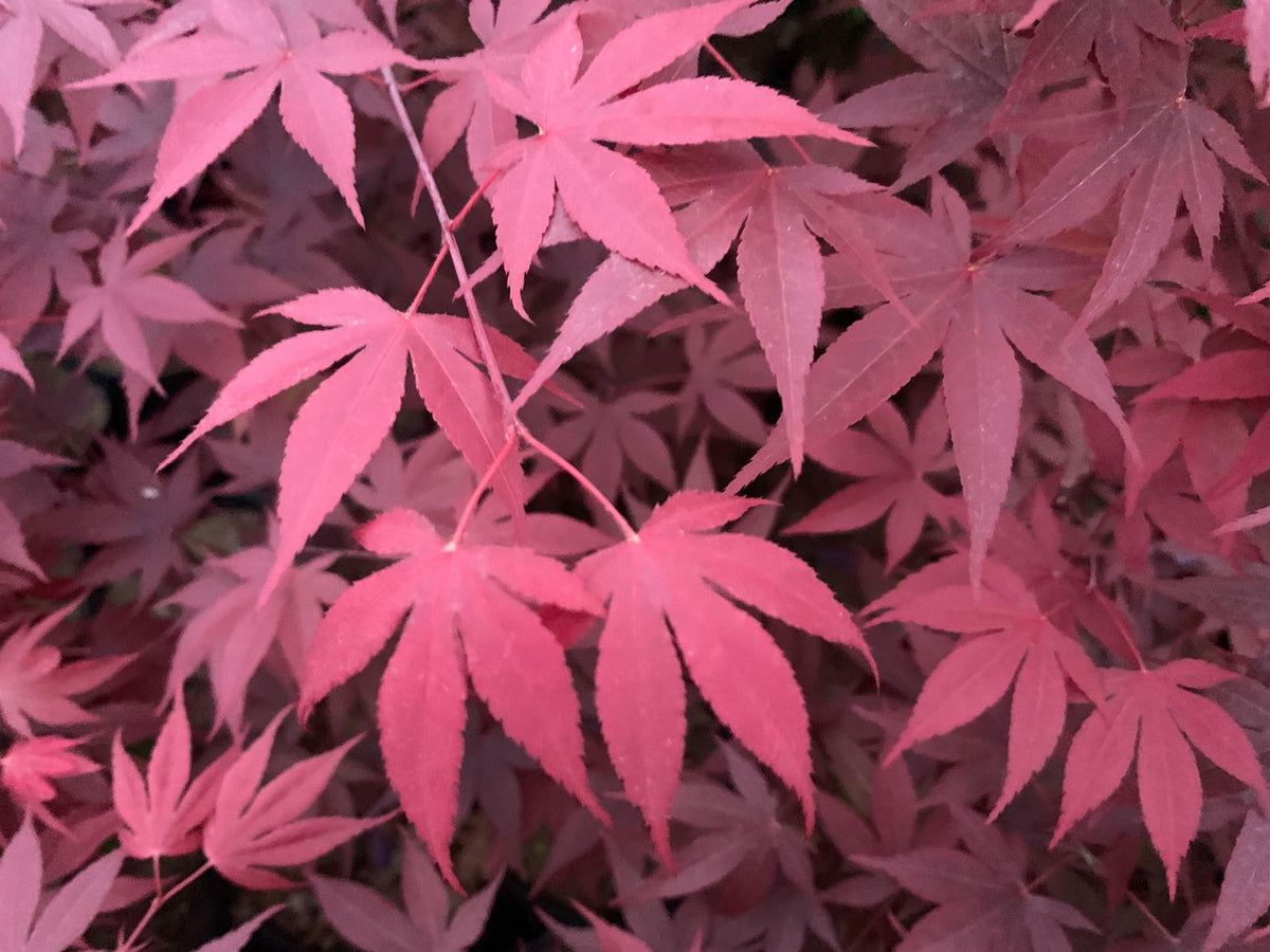 【最終】ナーチャー　アウフヘーベン Buy Acer palmatum 'Hefner's Red' Japanese Maple — Mr Maple │ Buy
