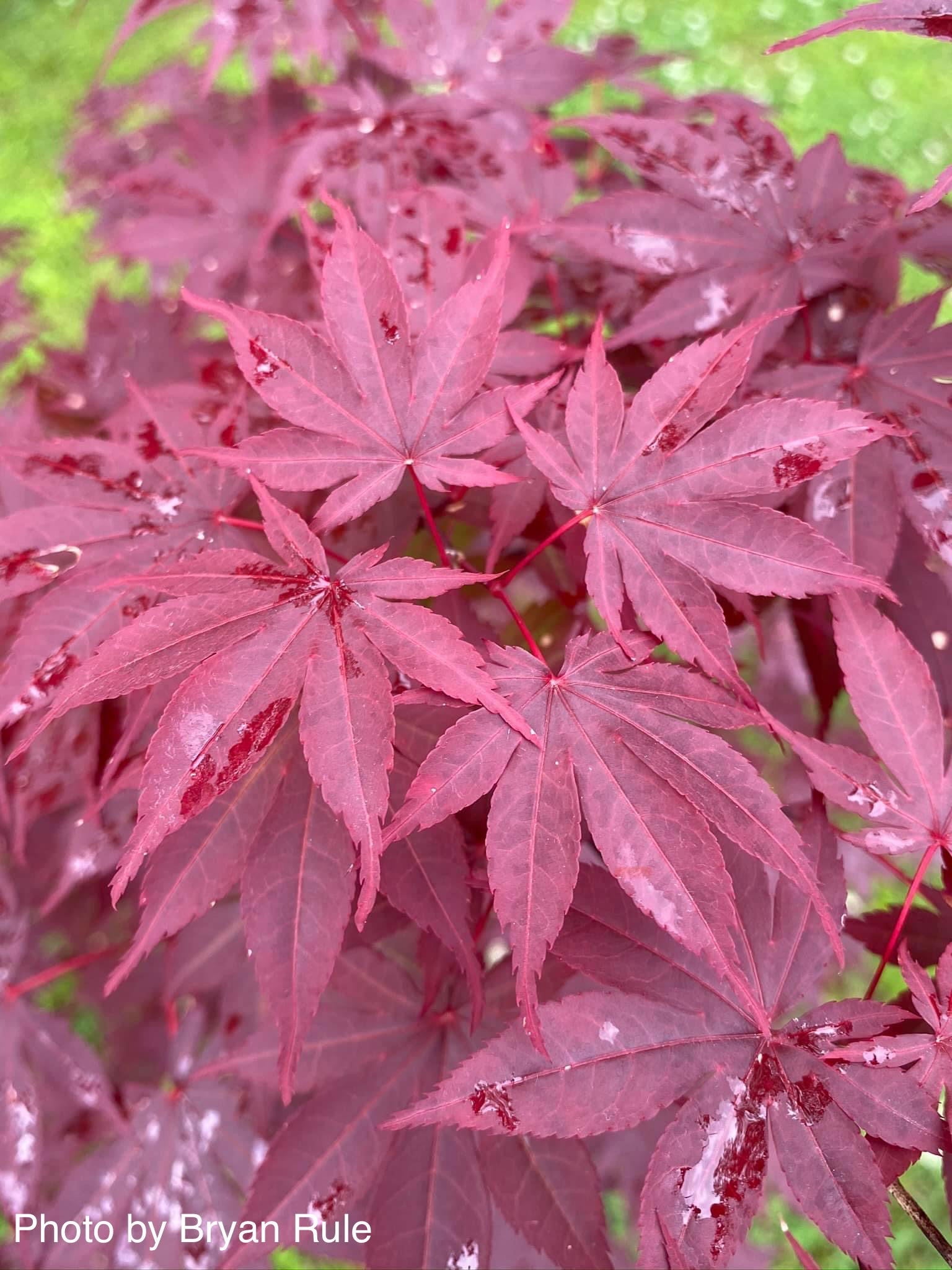 Buy Acer palmatum 'Hefner's Red' Japanese Maple — Mr Maple │ Buy