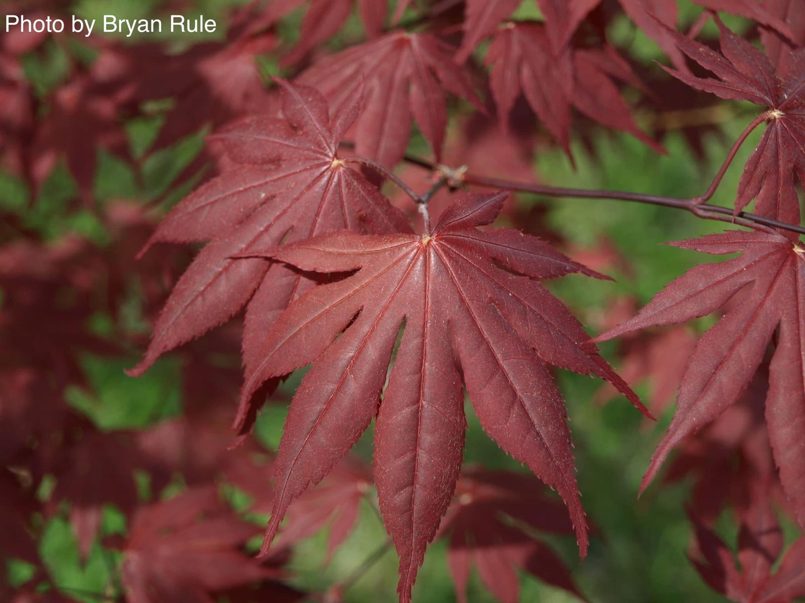 Buy Acer palmatum 'Hefner's Red' Japanese Maple — Mr Maple │ Buy