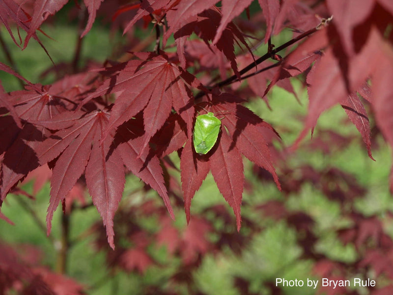 - Acer palmatum 'Hefner's Red' Japanese Maple - Mr Maple │ Buy Japanese Maple Trees